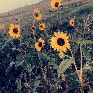 Meet your Posher, Gracie